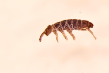 Pachyotoma crassicauda