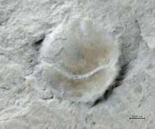 Tanidromites longinosa