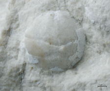 Eodromites bernchrisdomiorum