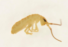 Pogonognathellus flavescens