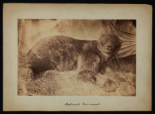 Niedźwiedź kamczacki