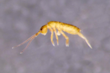 Pogonognathellus flavescens