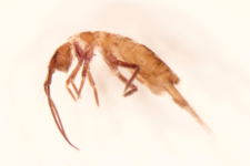 Pogonognathellus flavescens