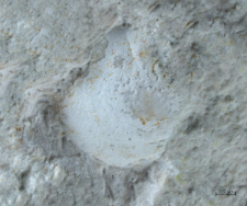 Eodromites bernchrisdomiorum