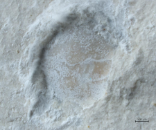 Eodromites bernchrisdomiorum