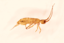 Pogonognathellus flavescens
