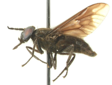Chrysops sepulcralis (Fabricius, 1794)