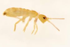 Pogonognathellus flavescens