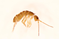 Pogonognathellus flavescens