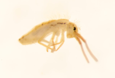 Pogonognathellus flavescens