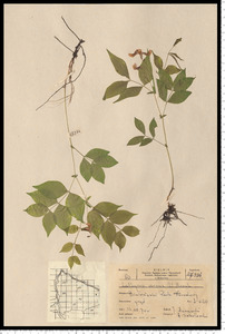 Lathyrus vernus (L.) Bernh.