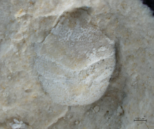 Goniodromites kubai