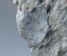 Tanidromites sculpta