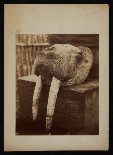 Głowa morsa - eksponat zoologiczny