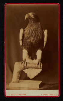 Bielik olbrzymi - eksponat zoologiczny
