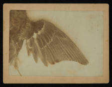 Passer domesticus var Scheffneri Dybowski