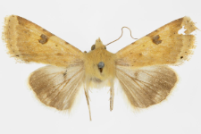 Heliothis peltigera