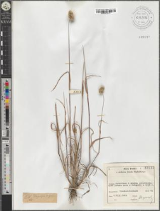 Polypogon lagurus