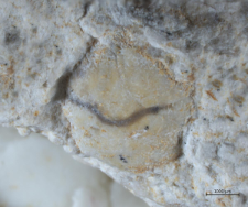 Goniodromites serratus