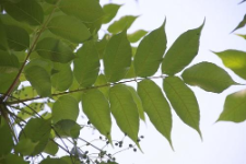 Toxicodendron vernicifluum (Stokes) F.A. Barkley