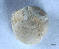 Eodromites bernchrisdomiorum