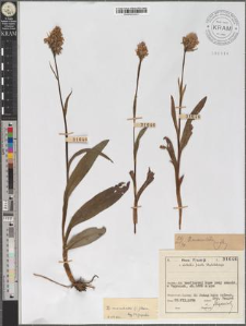Dactylorhiza maculata (L.) Verm.