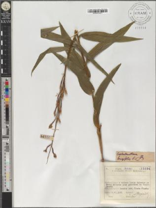 Cephalanthera longifolia L.