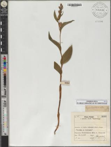 Cephalanthera alba