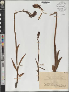 Orchis ustulata L.