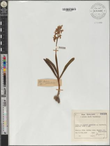 Orchis provintialis