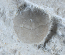 Eodromites bernchrisdomiorum