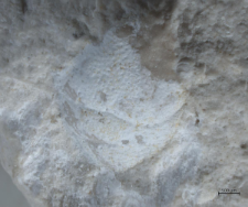 Goniodromites serratus