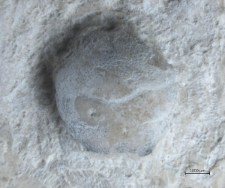 Eodromites bernchrisdomiorum