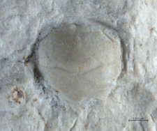 Eodromites bernchrisdomiorum