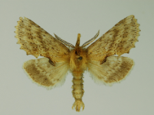 Pterostoma palpina (Clerck, 1759)