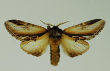 Pheosia gnoma (Fabricius, 1776)