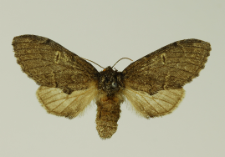Notodonta torva (Hübner, 1803)