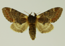 Notodonta dromedarius (Linnaeus, 1767)