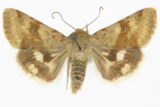 Heliothis viriplaca
