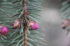 Picea abies (L.) H. Karst.