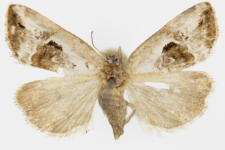 Elaphria venustula