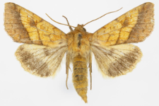 Pyrrhia umbra
