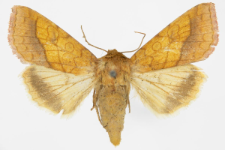 Pyrrhia umbra