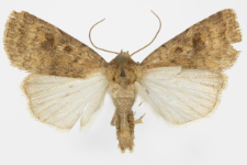 Caradrina morphens