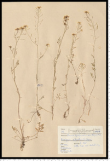 Rorippa sylvestris (L.) Besser