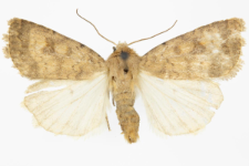 Caradrina morphens