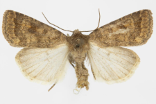 Caradrina morphens