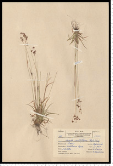 Luzula multiflora (Retz.) Lej.