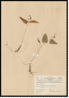 Maianthemum bifolium (L.) F. W. Schmidt