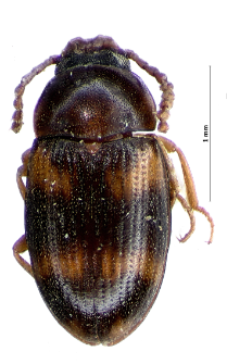 Alphitophagus bifasciatus (Say, 1824)